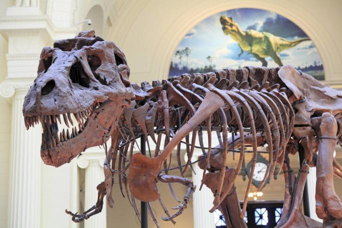 Things You Must Not Miss at the American Museum of Natural History Tour