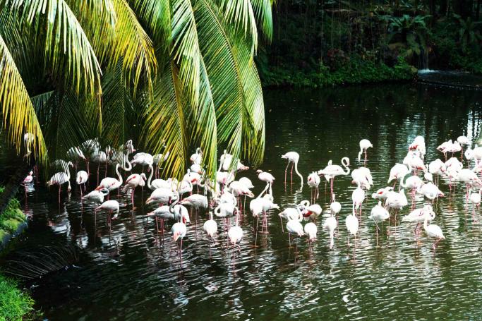 Jurong Bird Park Tour