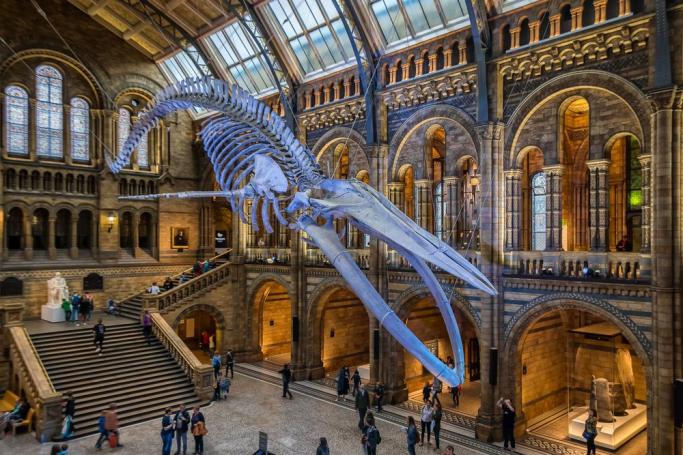 Explore Nature at its Finest at the Natural History Museum in London Tour