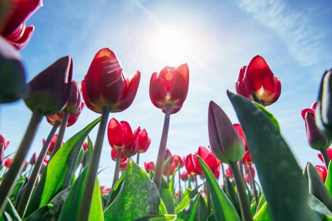 Museum Van Loon Tour